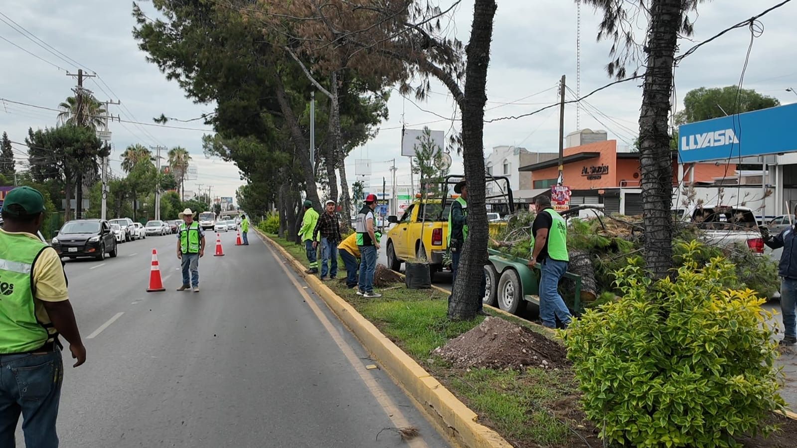 pino-avenida-saltillo1.jpeg