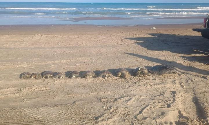 playa bagdad tortugas.JPG