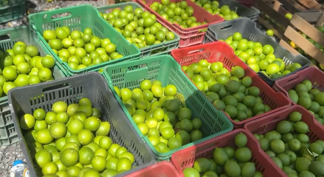 productores-limon-tamaulipas1.jpeg
