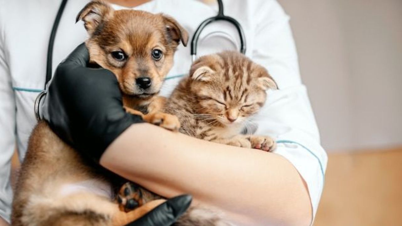 propone-ue-una-ley-de-bienestar-para-perros-y-gatos.jpg