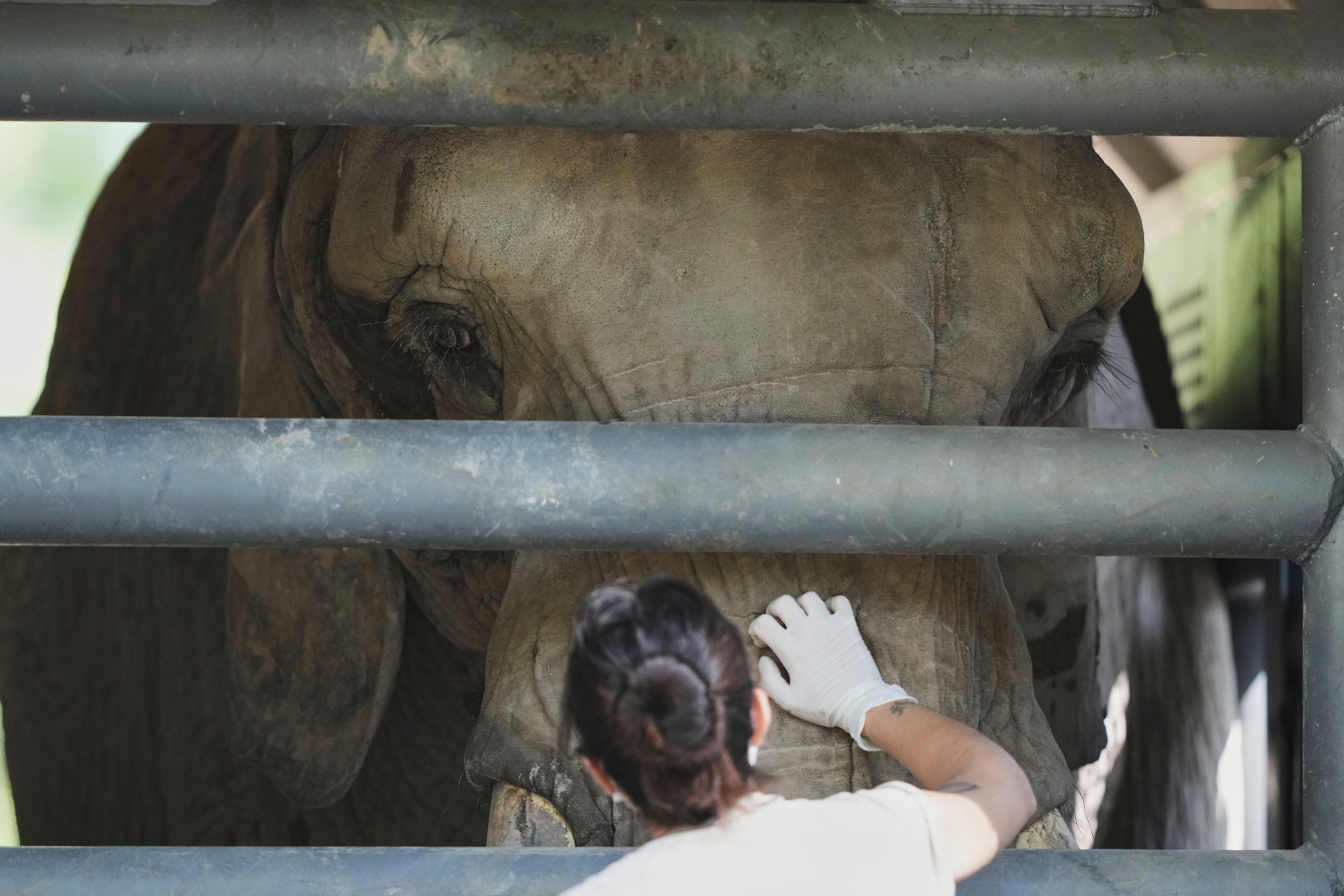 pupy-elefanta-brasil