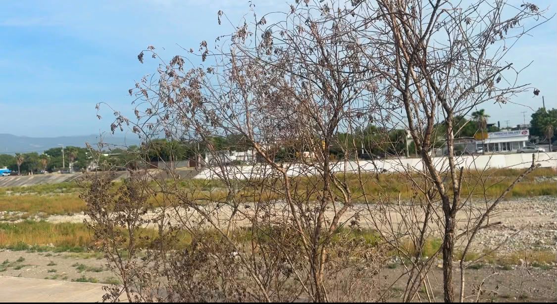 reforestacion-bulevar-victoria1.jpeg