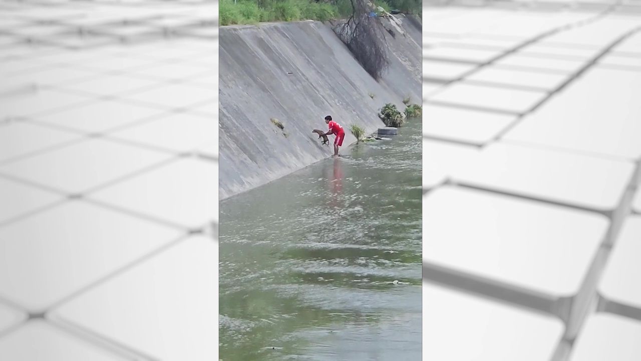 rescatan-perro-canal1.jpg
