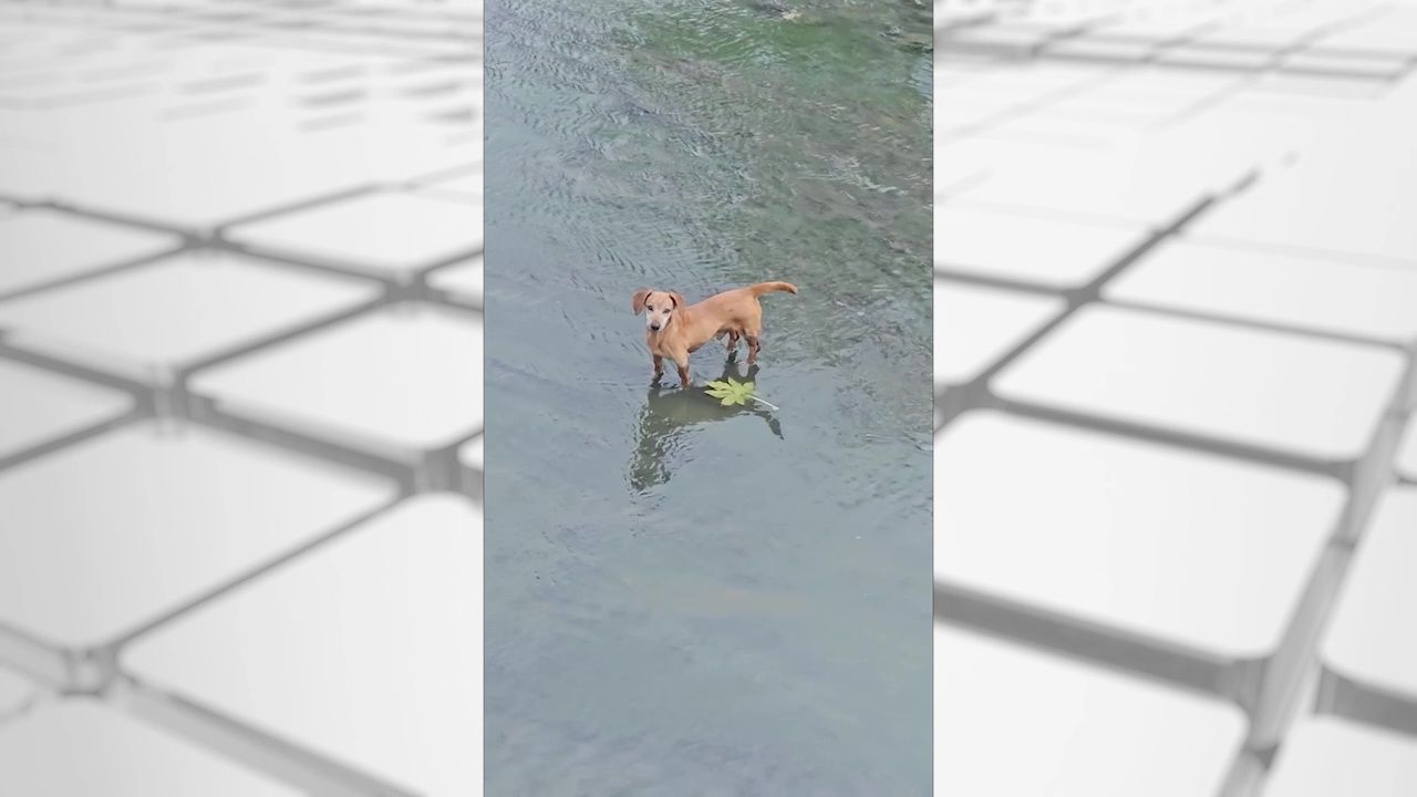 rescatan-perro-canal2.jpg
