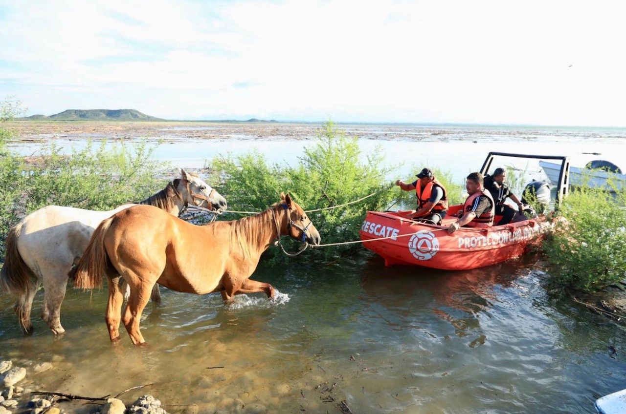 rescate-caballos-presa-cerro-prieto1.jpg