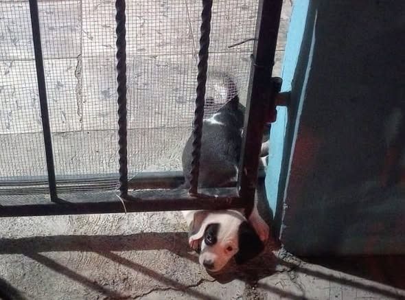 rescate-perrito-guadalupe.jpeg