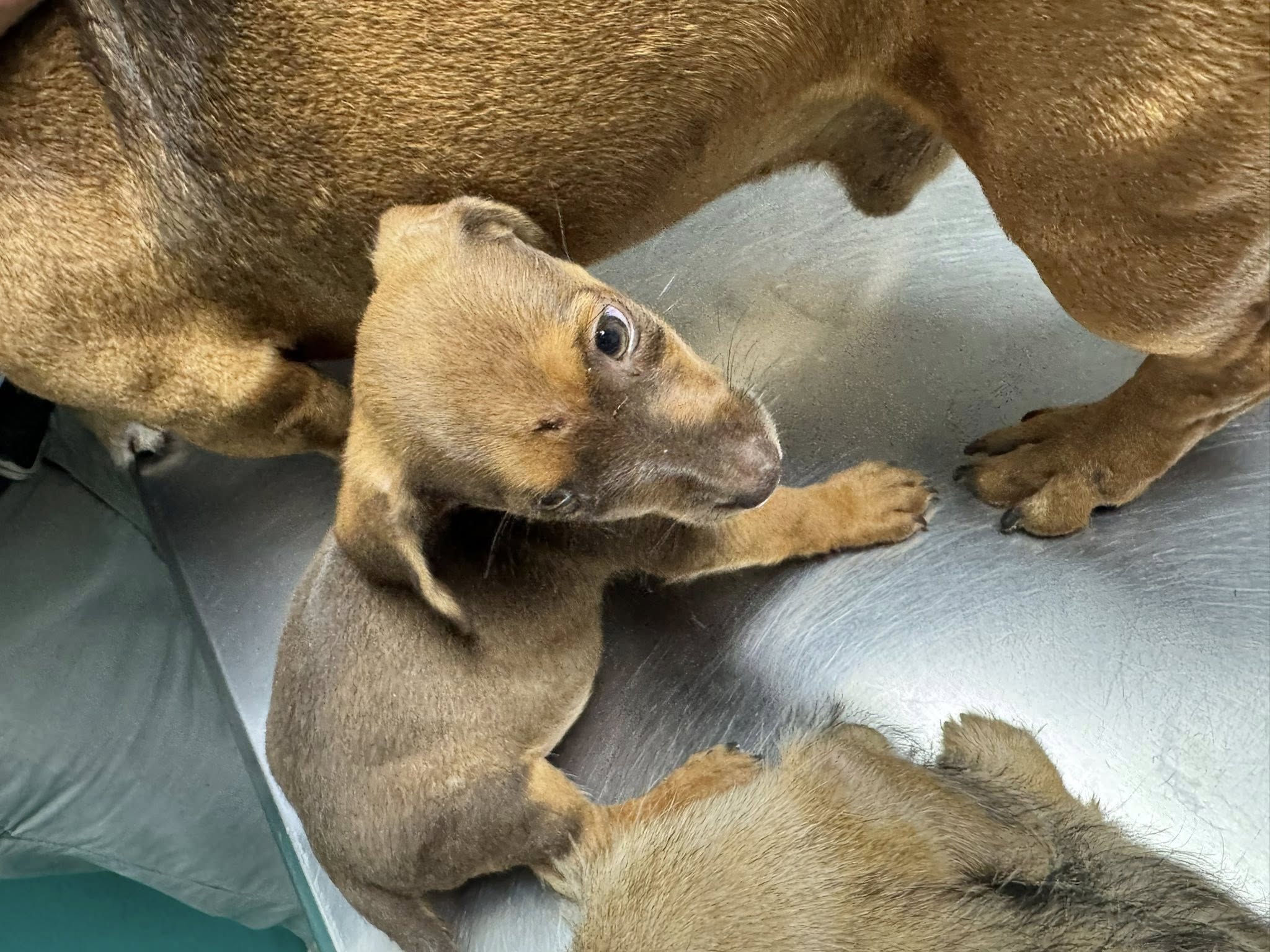 rescate-perro-4.jpg
