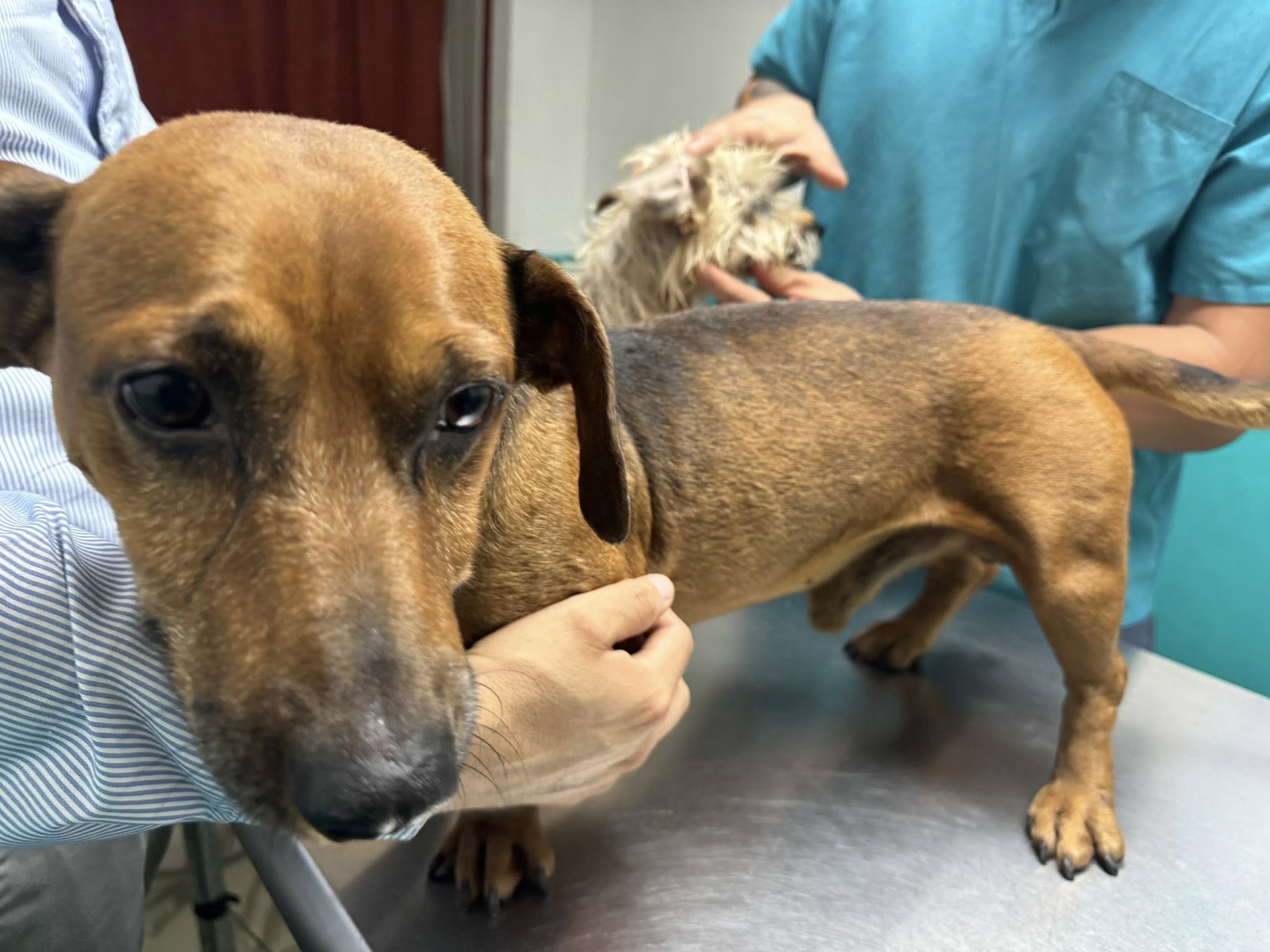 rescate-perros-2.jpg