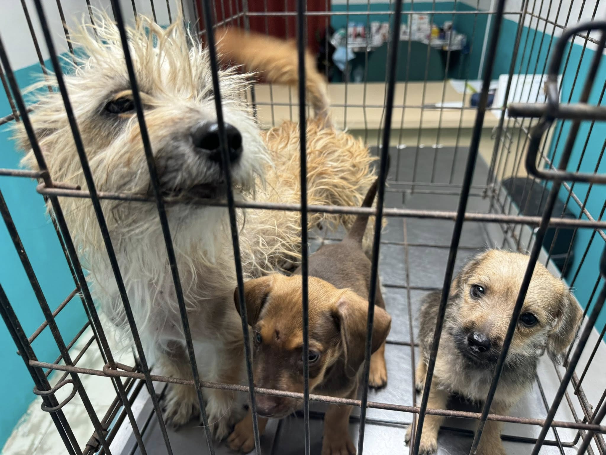 rescate-perros.jpg