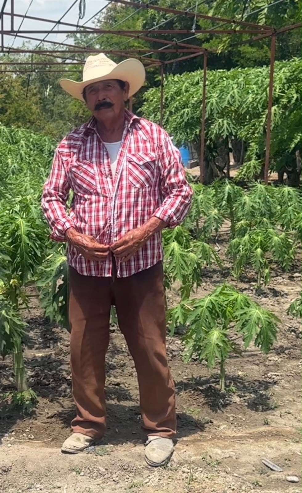 riesgo-papaya-tamaulipas1.jpeg