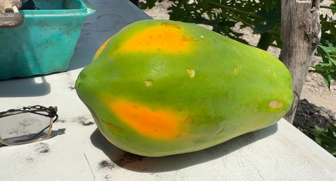 riesgo-papaya-tamaulipas2.jpeg