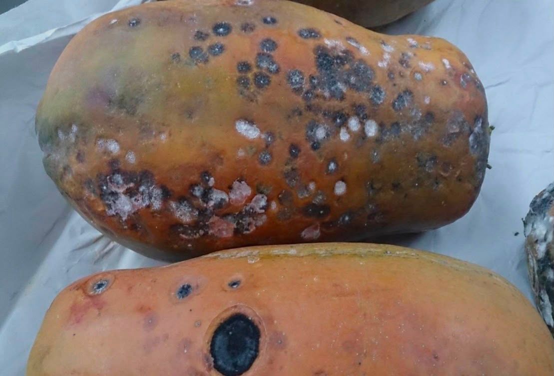 riesgo-papaya-tamaulipas4.jpeg