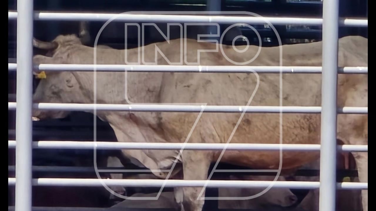 robo-vacas-teran1.jpg