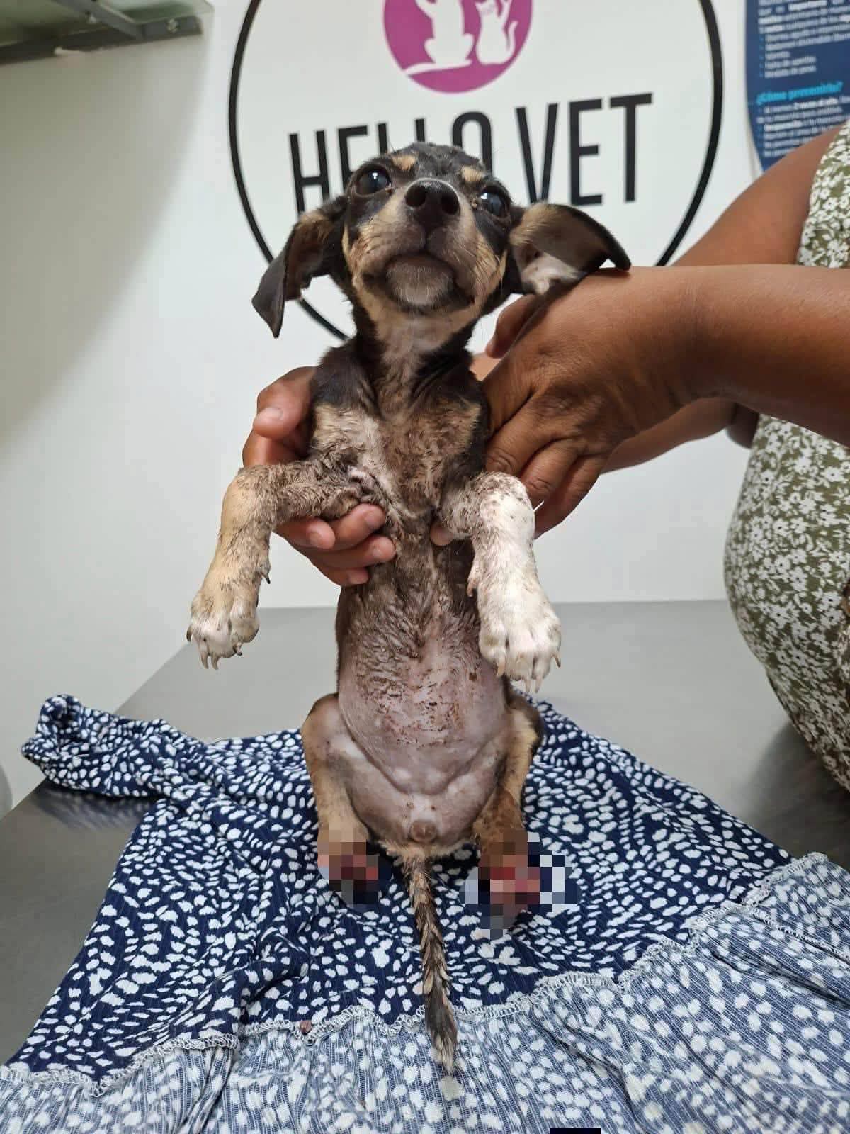 runa-rescate-perrita-4.jpeg