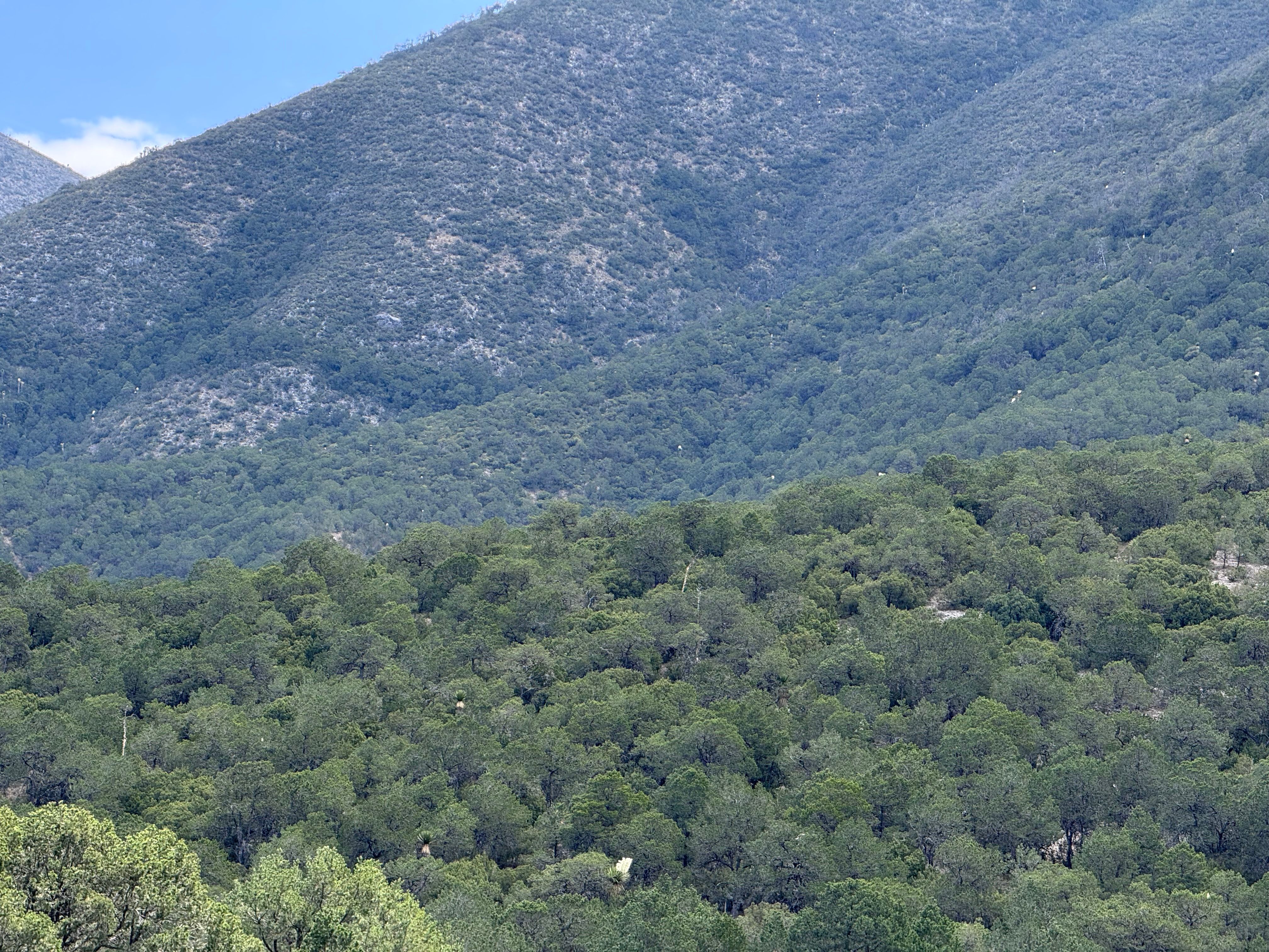 sierra de arteaga coahuila vigilancia