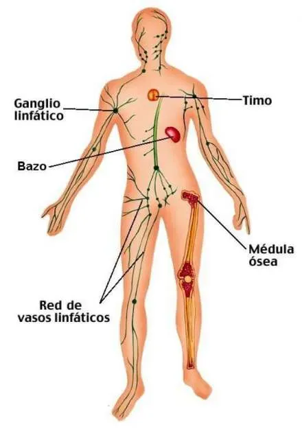 sistema-linfatico-componentes.webp