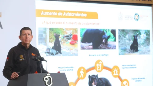 Van casi 200 avistamientos de osos en NL; cero ataques