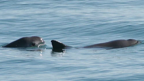 Registran avistamiento de vaquitas marinas en el Alto Golfo