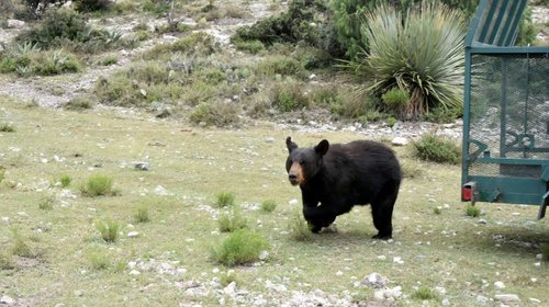 Reubican osos negros para evitar riesgos en zonas urbanas