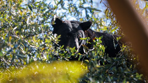 Bajan a oso de árbol tras operativo en Cd Satélite