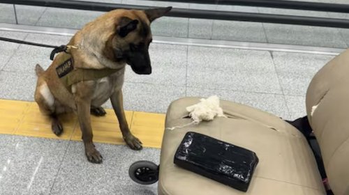 Frustra binomio canino tráfico de cocaína en silla de ruedas
