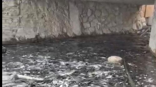 Peces muertos vuelve a encender alertas en Ciudad Deportiva