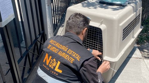 Atiende División Ambiental diversos reportes de maltrato animal
