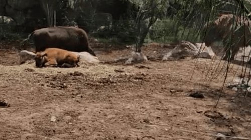 Nace una cría hembra de bisonte en el Museo del Desierto