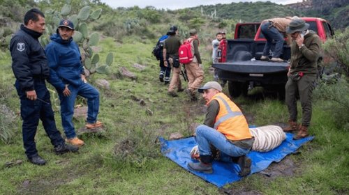 Profepa confirma muerte de tigre escapado en Tepetlaoxtoc
