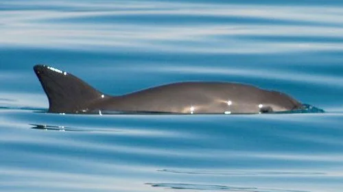 Conmemoran Día de la Vaquita Marina con apenas 10 ejemplares