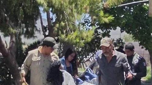 Rescatan a oso juvenil que subió a un árbol en Saltillo