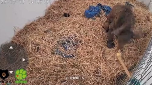 Ahora venden ositos de peluche para continuar tratamiento de Mina