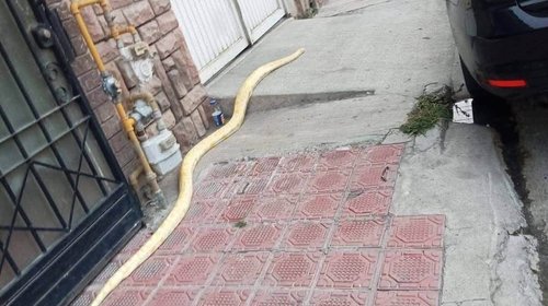 Dueño podrá recuperar pitón asegurada en Saltillo