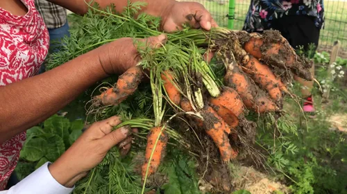 Reynosa opta por huertos familiares ante deterioro ambiental