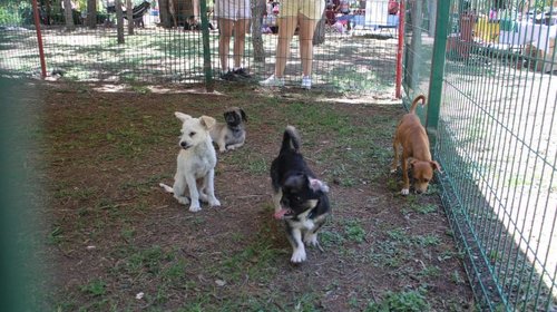 Feria de los Animales promoverá bienestar y adopción responsable