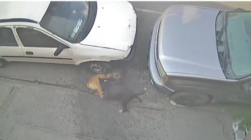 Desmienten muerte de perros tras ataque atribuido a pitbull
