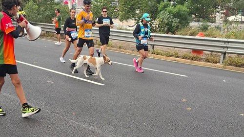 Ayúdanos a ubicar al perrito maratonista del Powerade Monterrey