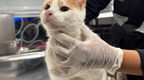 División Ambiental rescata a 13 gatos en condiciones de maltrato
