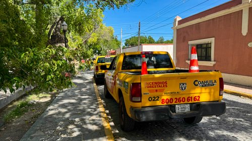Inician operativo para eliminar ramas con riesgo de colapso