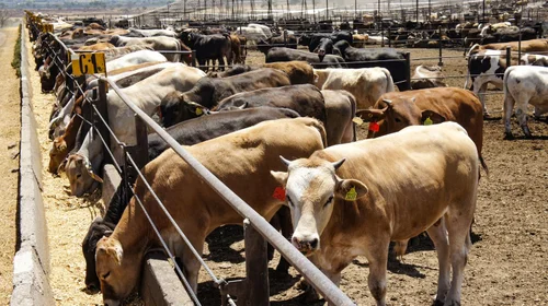 EUA reabre frontera al ganado mexicano tras cierres por plaga
