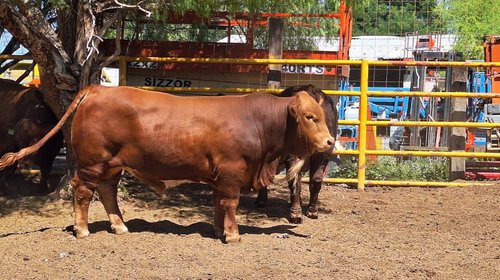 Abren ventanillas para apoyar a ganaderos en Coahuila