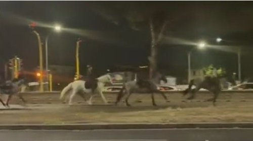 Caballos desbocados dejan heridos durante ensayo en Roma