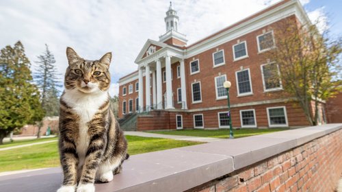 Universidad de EUA otorga a un gato un doctorado honorífico