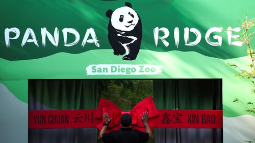 San Diego se convierte en ‘ciudad panda’ con inquilinos nuevos