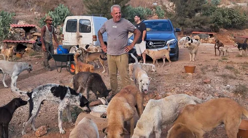 Hombre libanés cuida mascotas abandonadas por ataques aéreos