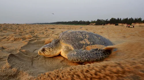 Más de 400 tortugas aparecen muertas en la costa de la India