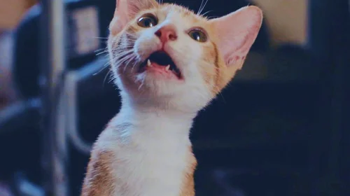 73 minutos de videos de gatos, por una buena causa