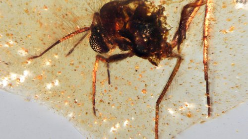 Insectos en ámbar revelan secretos de la Amazonía antigua