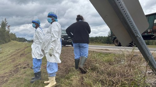 Tres monos siguen sueltos tras escapar en volcadura de camión