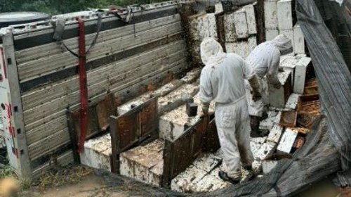 Millones de abejas se liberan tras volcadura de tráiler en Texas